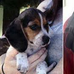 Exposing Florida’s Matthew Konrad-Beagle Puppy Killer And Judge Colodny - Facebook