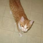 Matthew Konrad - @legos265 - Instagram