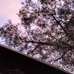 Matthew Kromopawiro - @kromopawiromatthew - Instagram