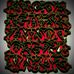 Matthew Colberg - Facebook