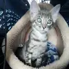 loki - @matthewlambrecht53 - TikTok