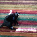 Matthew LoRe - @cuttlebonebookseller - Instagram