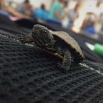 clyde matthew smith-loucks - @clyde.turtle - Instagram