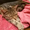star wars cats - @matthewlowther300 - TikTok