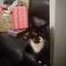 Matthew vickers lucy and animals - Facebook