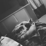 Matthew MacLennan - @mmaclennan3 - Instagram