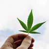 Matthew Marney - @we.are.stoners - TikTok