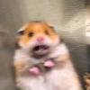 MATTHEW - @matthew.mcsorley - TikTok