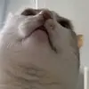matthew - @matthew.menezes - TikTok