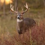 Matthew Minich - @pa_minich_hunter - Instagram