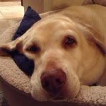 Matthew Moller - @guppytopia_inc - Instagram