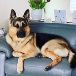 @matthew_monzon_k9 - Instagram