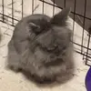 BunnyKai - @matthewsmores5 - TikTok