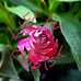 Matt Mortenson - Facebook