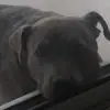   🐶🐶🐶Matthew💀💀💀 - @matthew.natoli - TikTok