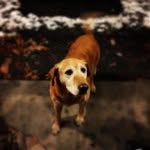 Matthew Nealis - @maggpyer - Instagram