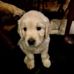 Matthew Neff - @goldendreamretriever84 - Instagram