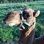 Matthew Ney - @snackbarney - Instagram