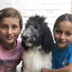 Matthew•standard poodle - @matthewourstandardpoodle - Instagram