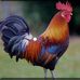 Matthew Pass - Facebook