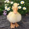 Matthew Patel - @matthew.patel8 - TikTok