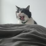 Matthew Paugh - @roamthelakes - Instagram