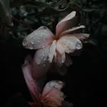 Matthew Peltonen - @matthewpeltonen - Instagram