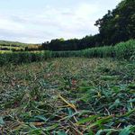 Matthew Pigg - @matthew.pigg - Instagram