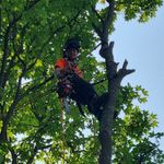 Matthew Pounder - @mptreecare_ - Instagram
