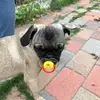Pug_winner0 - @matthew.prado - TikTok