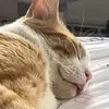 MatthewPurry 🐈 - @matthew_purry19137 - TikTok