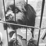 Matthew 🐶🐶🍯 - @matthewalexandermcquade - Instagram