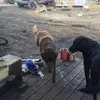 Matthew_rempel5 - @watch_dog_36 - TikTok