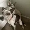 Pups - @matthewpribble0 - TikTok