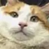 mattheworourke817 - @mattheworourke817 - TikTok