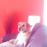 Matthew - @matthew_rule_dog - Instagram
