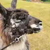 Matthew Rydberg119 - @albinollama - TikTok