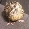 Matthew Sal - @mattatthew06801 - TikTok