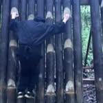 Matthew Scates - @gizmo0317 - Instagram