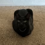 Shelly - @matthew_sheller_ - Instagram