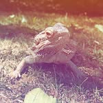 Matthew Singleton - @matjov - Instagram