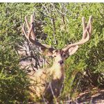 Mathew Skiles - @mathews_extreme_archery_ - Instagram
