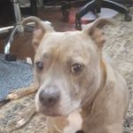 Matthew - @matthewsorrells_dogo - Instagram