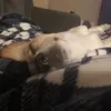 matthew.steffes - @love_dog_videos - TikTok