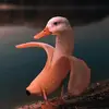 Matthew Stemple - @mattystemps - TikTok