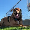 Erik Matthew Stender - @erikfiredog45 - TikTok
