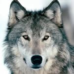 Matthew Suchowiecki - @matthewsuchowiecki - Instagram