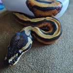 Matthew swager - @snakes_with_swager - Instagram