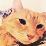 Matthew (Golden tiger) - @le_chat_matthew - Instagram