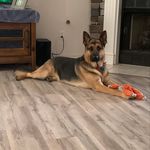 Matthew Topper - @elkhuntertopper - Instagram